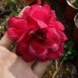 Adenium Obesum Desert Roses 40 Seeds