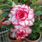 Adenium Obesum Desert Roses 40 Seeds