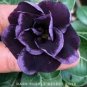Adenium Obesum Desert Roses 40 Seeds