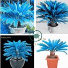 Blue Sago Cycas Bonsai Revolute Plant Bonsai 20 Seeds