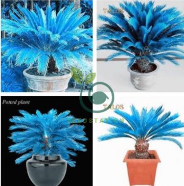 Blue Sago Cycas Bonsai Revolute Plant Bonsai 20 Seeds