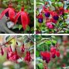 Fuchsia Flowers Ornamental Plants Fast Grow 400 Seeds