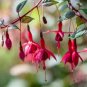 Fuchsia Flowers Ornamental Plants Fast Grow 400 Seeds