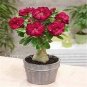Balcony Bonsai Potted Flowers Drawf Adenium 2 Seeds