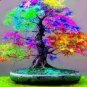 Rainbow Pine Tree Plants Japanese Bonsai Perennial Pinus 100 Seeds