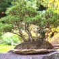 Rainbow Pine Tree Plants Japanese Bonsai Perennial Pinus 100 Seeds