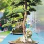 Rainbow Pine Tree Plants Japanese Bonsai Perennial Pinus 100 Seeds