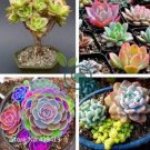 Rainbow Succulent Bonsai Seedling Perennial 200 Seeds