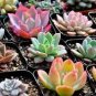 Rainbow Succulent Bonsai Seedling Perennial 200 Seeds