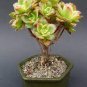 Rainbow Succulent Bonsai Seedling Perennial 200 Seeds