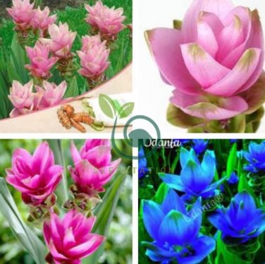 Blue Curcuma Bonsai Flower 400 Seeds