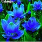 Blue Curcuma Bonsai Flower 400 Seeds