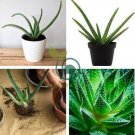 Charming Aloe Mix Excellent Houseplants Succulent 1000 Seeds