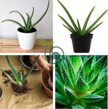Charming Aloe Mix Excellent Houseplants Succulent 1000 Seeds