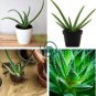 Charming Aloe Mix Excellent Houseplants Succulent 1000 Seeds