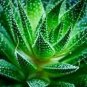 Charming Aloe Mix Excellent Houseplants Succulent 1000 Seeds