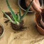 Charming Aloe Mix Excellent Houseplants Succulent 1000 Seeds