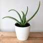 Charming Aloe Mix Excellent Houseplants Succulent 1000 Seeds