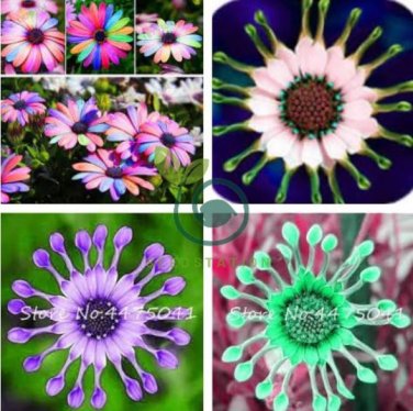 Colorful Osteospermum Bonsai 200 Seeds