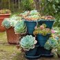 Succulent Cactus Bonsai for Home & Garden Pot Plant 200 Seeds