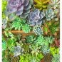 Succulent Cactus Bonsai for Home & Garden Pot Plant 200 Seeds