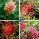 Rare Grevillea Flowers Beautiful Flower Australian 200 seeds