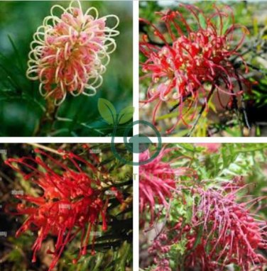 Rare Grevillea Flowers Beautiful Flower Australian 200 seeds