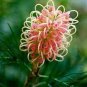 Rare Grevillea Flowers Beautiful Flower Australian 200 seeds