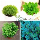 Selaginella Uncinata Bonsai of Bonsai Outdoor 100 Seeds