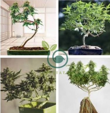 Canna Bonsai DIY Potted Plants 204 Seeds