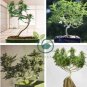 Canna Bonsai DIY Potted Plants 204 Seeds