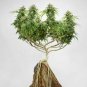 Canna Bonsai DIY Potted Plants 204 Seeds