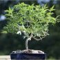 Canna Bonsai DIY Potted Plants 204 Seeds