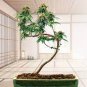 Canna Bonsai DIY Potted Plants 204 Seeds