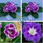 Rare Real Gloxinia Plant,Bonsai Sinningia Gloxinia Flower Plant 200 Seeds