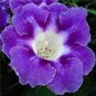 Rare Real Gloxinia Plant,Bonsai Sinningia Gloxinia Flower Plant 200 Seeds