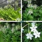 Nicotiana Alata -s Home Garden Multi-Color Optional YR 400 Seeds