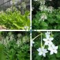 Nicotiana Alata -s Home Garden Multi-Color Optional YR 400 Seeds