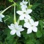 Nicotiana Alata -s Home Garden Multi-Color Optional YR 400 Seeds