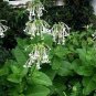 Nicotiana Alata -s Home Garden Multi-Color Optional YR 400 Seeds