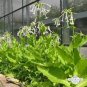 Nicotiana Alata -s Home Garden Multi-Color Optional YR 400 Seeds