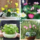 Home Garden Decoration Plant French Caltha Palustris Bonsai 200 seeds