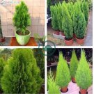 Cypress Trees Platycladus Orientalis Oriental Arborvitae Plants 100 Seeds