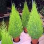 Cypress Trees Platycladus Orientalis Oriental Arborvitae Plants 100 Seeds
