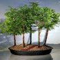 Dawn Redwood Bonsai Tree Grove Metasequoia Glyptostroboides  100 Seeds