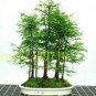 Dawn Redwood Bonsai Tree Grove Metasequoia Glyptostroboides  100 Seeds