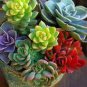 Rainbow YuLu Bonsai, Potted Succulents 200 Seeds