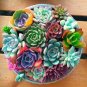 Rainbow YuLu Bonsai, Potted Succulents 200 Seeds