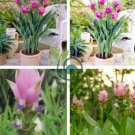 Curcuma Alismatifolia Bonsai Herb Plant 200 Seeds