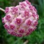 Flower Bonsai Hoya Kerrii Bonsai (December Orchid)  200 Seeds